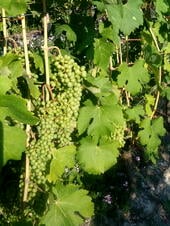 Moscato_Bianco_grapes_(2)