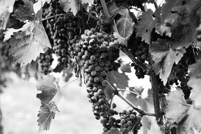Grapes .definitely grapes