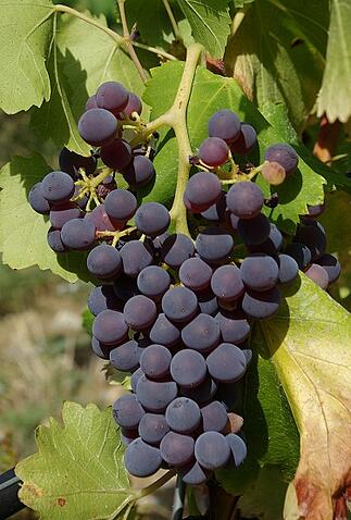 Pinot-Noir