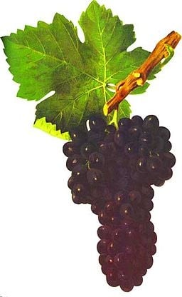 Syrah-Grapes